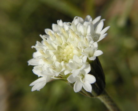 Image of pincushion flower