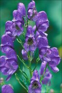 Image of Aconitum angustifolium Bernh. ex Rchb.