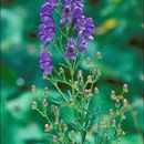 Aconitum angustifolium Bernh. ex Rchb. resmi