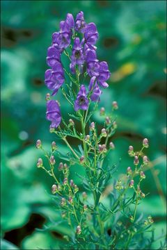 Image of Aconitum angustifolium Bernh. ex Rchb.