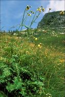 Image de Cirsium erisithales (Jacq.) Scop.