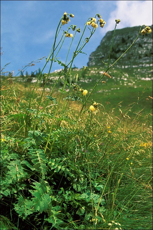 Image de Cirsium erisithales (Jacq.) Scop.