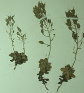 Image of rosette draba