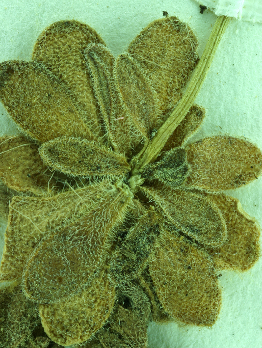 Image of rosette draba