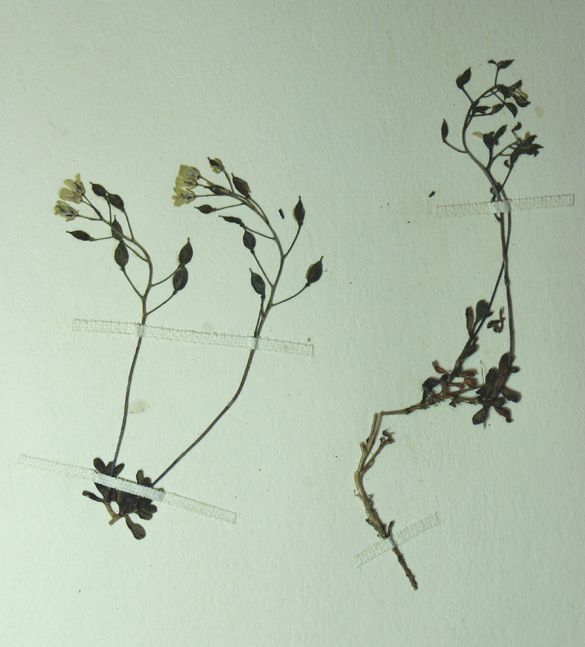 Image of sweetwater draba