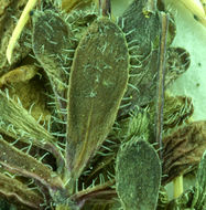 Image of sweetwater draba