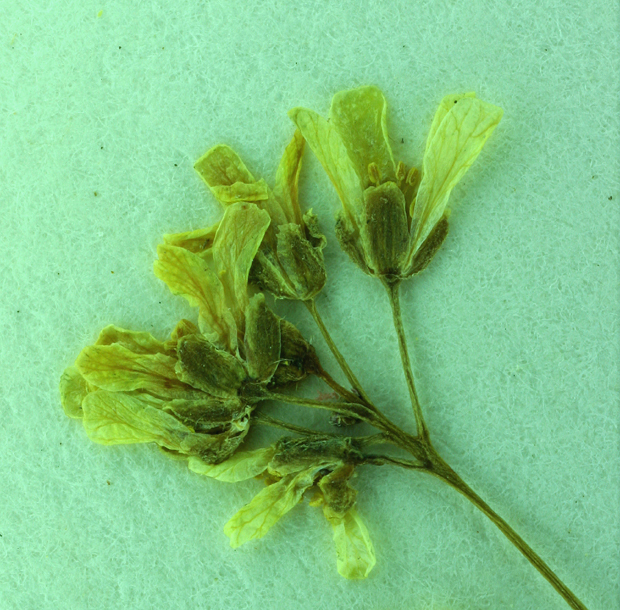 Image of sweetwater draba