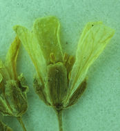 Image of sweetwater draba