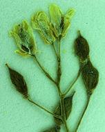 Image of sweetwater draba