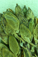 Image of Mono draba