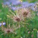 <i>Pulsatilla <i>alpina</i></i> ssp. alpina resmi