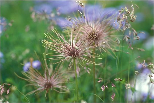 Image of <i>Pulsatilla <i>alpina</i></i> ssp. alpina