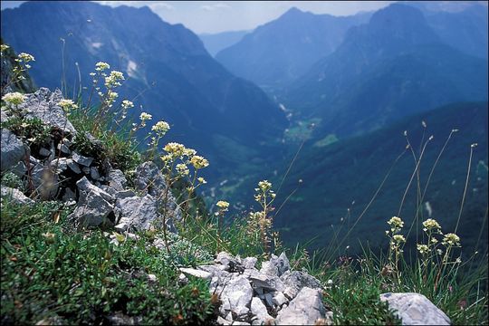 Image of Encrusted Saxifrage