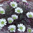 Image of Callianthemum