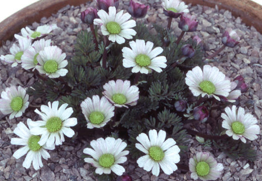 Image of Callianthemum anemonoides (Zahlbr.) Endl.