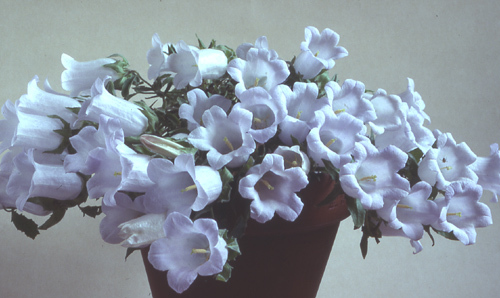 Image of Campanula formanekiana Degen & Dörfl.