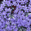 Image of Campanula topaliana subsp. cordifolia Phitos