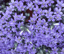 Image de Campanula topaliana subsp. cordifolia Phitos
