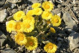 Image of coltsfoot