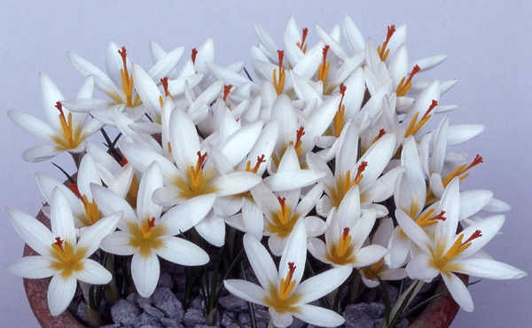 Image of Crocus malyi Vis.