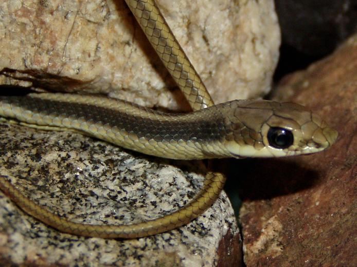 Image of Western Patch-nosed Snake