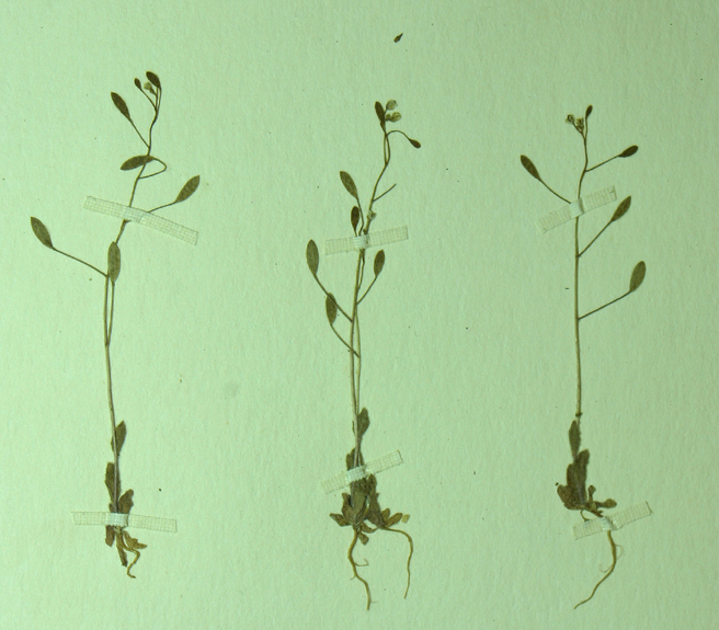 Image of woodland draba