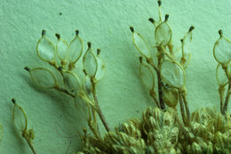 Image of fewseed draba