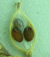 Image of fewseed draba