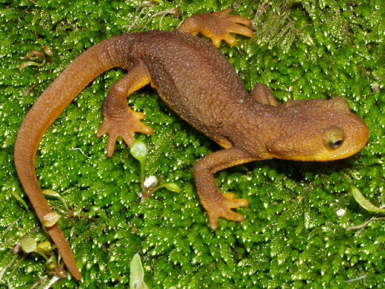 Image of California Newt