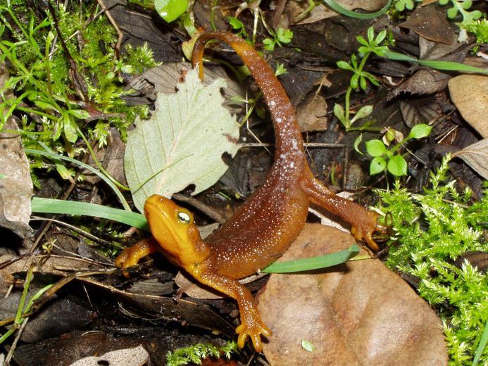 Image of California Newt