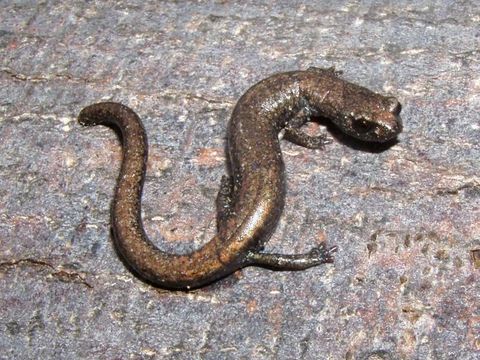 Image of San Gabriel Slender Salamander