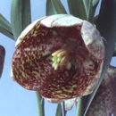 Image of Fritillaria latifolia Willd.