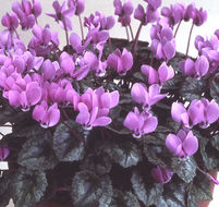 Image of <i>Cyclamen pseudibericum</i>