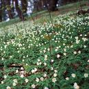 Image of European thimbleweed