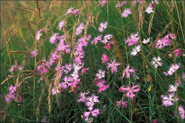 Sivun Dianthus sternbergii Sibth. kuva