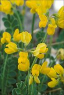 Image of Horseshoe-vetch