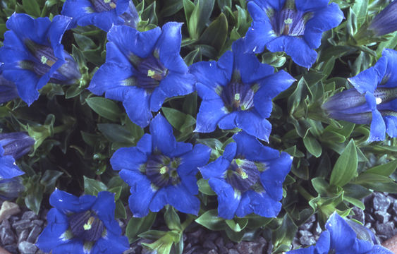 Imagem de Gentiana dinarica G. Beck