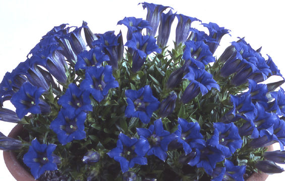 Imagem de Gentiana dinarica G. Beck