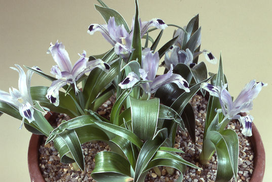 Image of Iris kuschakewiczii B. Fedtsch.