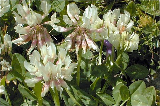 Imagem de Trifolium pallescens Schreb.