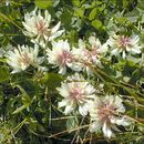 Sivun Trifolium pallescens Schreb. kuva