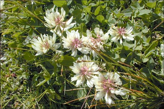 Слика од Trifolium pallescens Schreb.