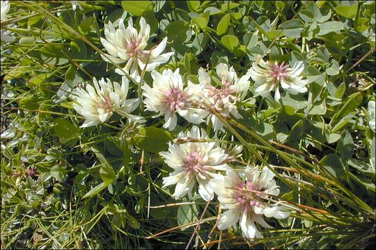 Imagem de Trifolium pallescens Schreb.