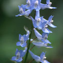 Sivun Corydalis ambigua Cham. & Schltdl. kuva