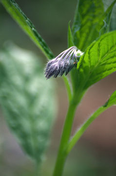 Brachybotrys paridiformis Maxim. ex Oliv. resmi