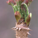 Image of Japanese angelica tree