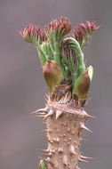 Image of Japanese angelica tree