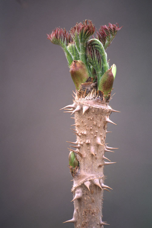 Image of Japanese angelica tree