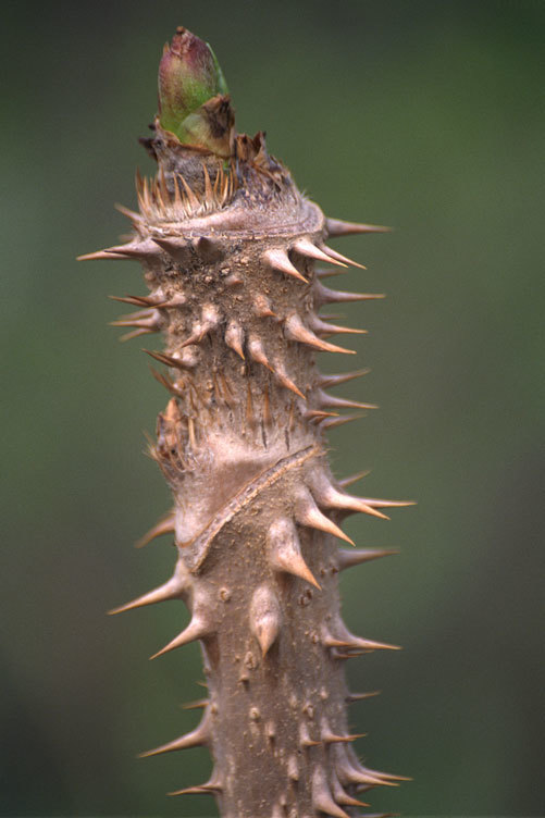 Image of Japanese angelica tree