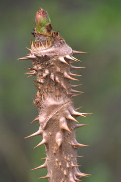 Image of Japanese angelica tree